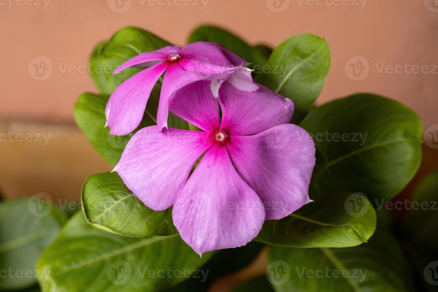 planta pervinca madagascar foto