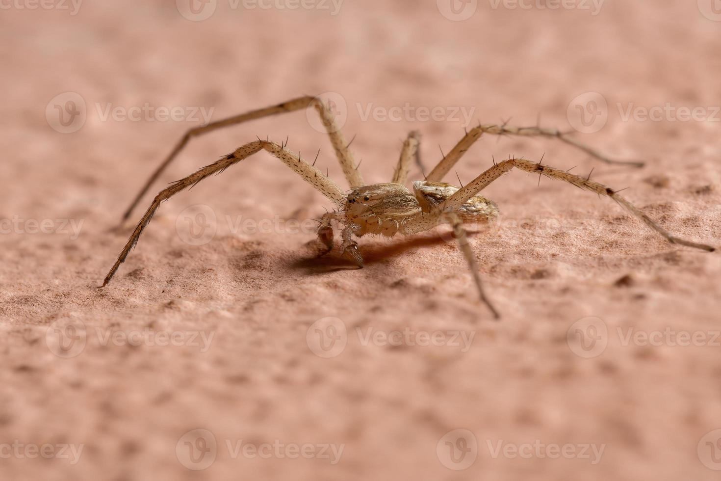 aranha caranguejo correndo na parede foto