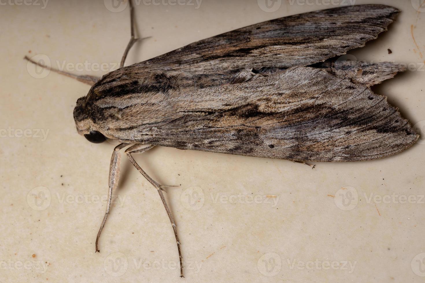 mariposa ello esfinge foto