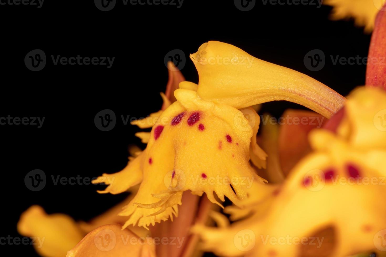 flor de orquídea amarela foto