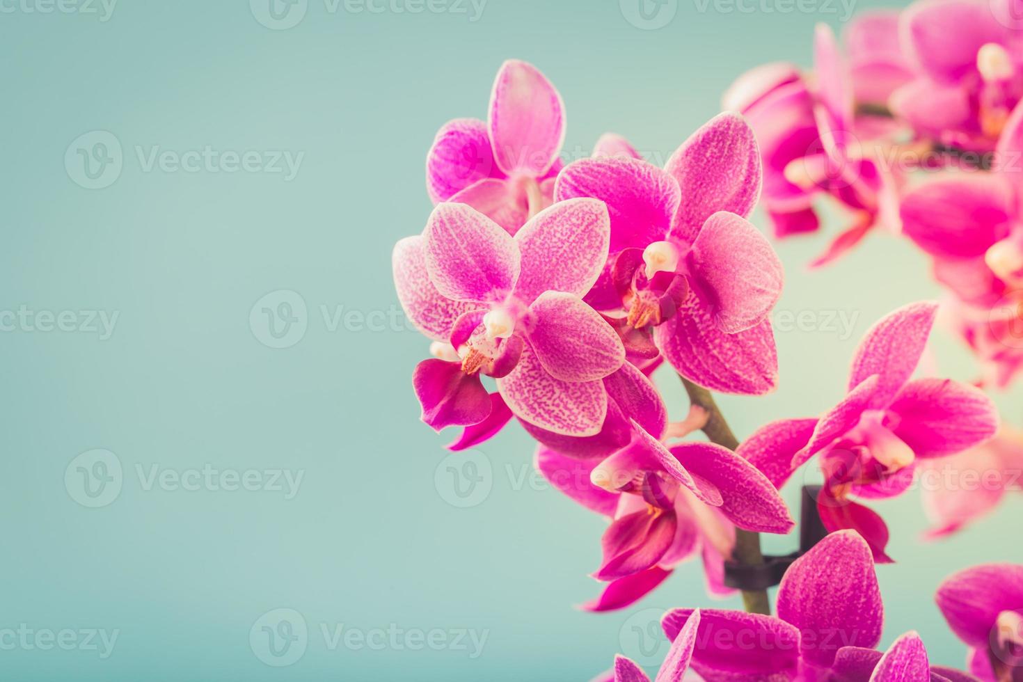 flores de orquídea phalaenopsis rosa foto