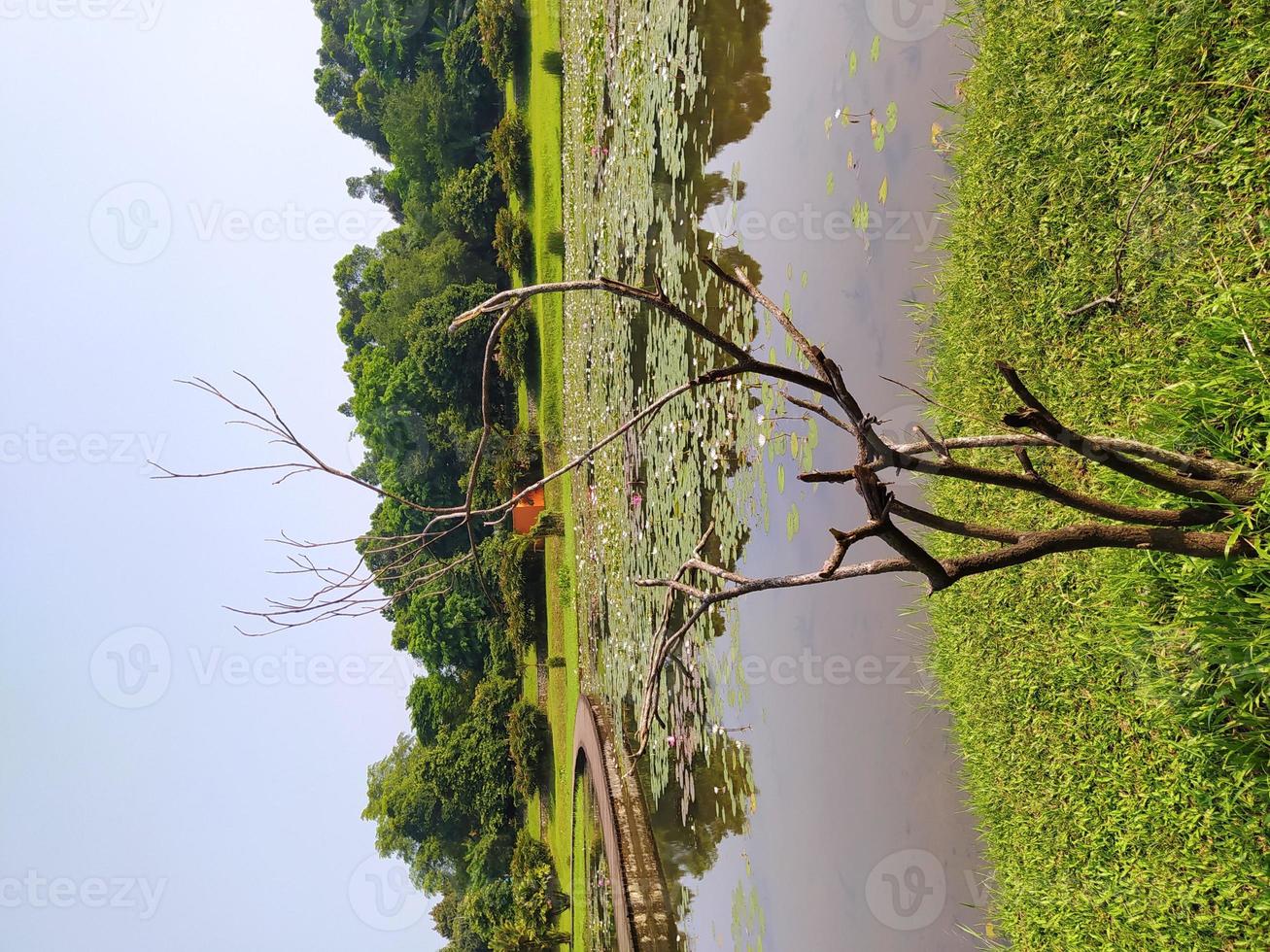 caules de árvores mortas devido ao aquecimento global nos arredores do lago de lótus foto