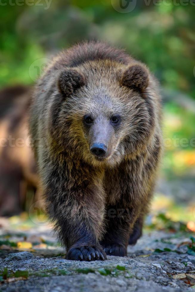 bebê filhote urso-pardo selvagem na floresta de outono. animal em habitat natural foto