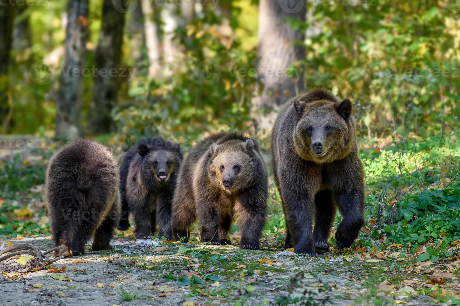 três filhotes de urso marrom selvagem com a mãe na floresta de outono. animal em habitat natural foto