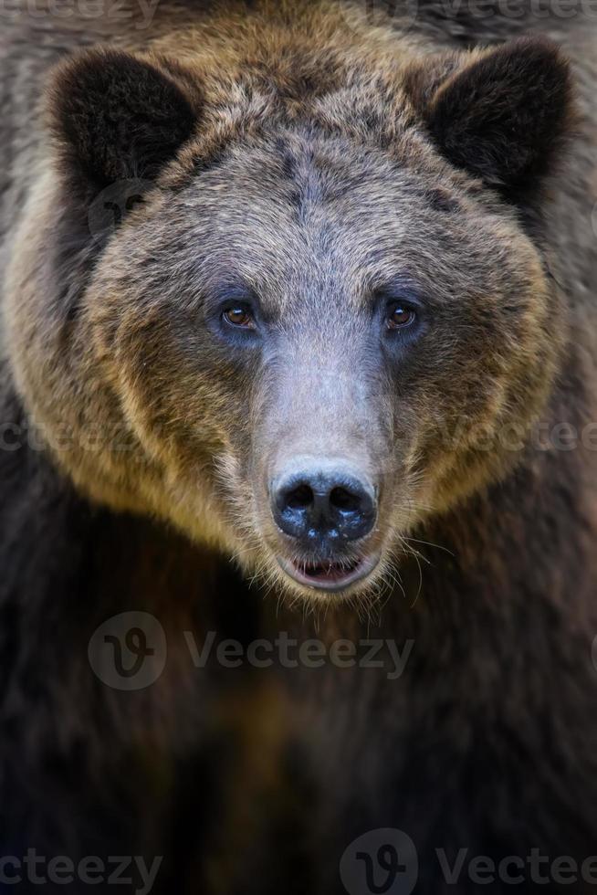 retrato selvagem urso pardo na floresta de outono. animal em habitat natural. cena da vida selvagem foto