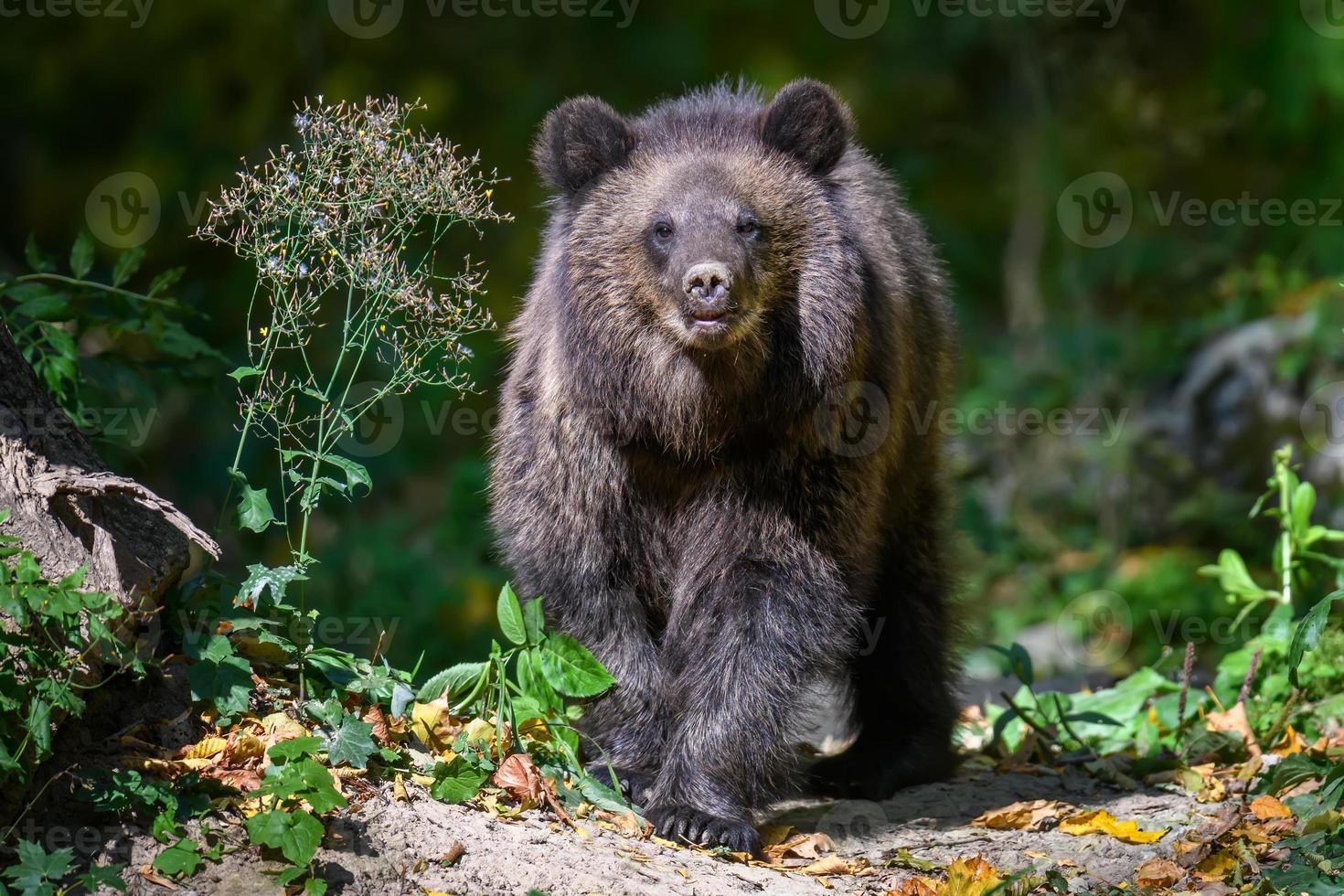 bebê filhote urso-pardo selvagem na floresta de outono. animal em habitat natural foto