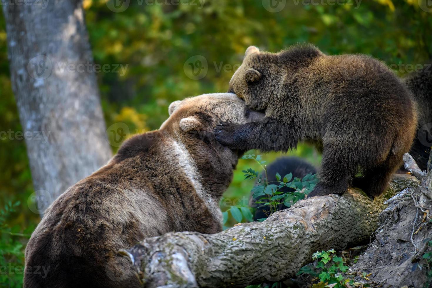 bebê filhote urso-pardo selvagem na floresta de outono. animal em habitat natural foto