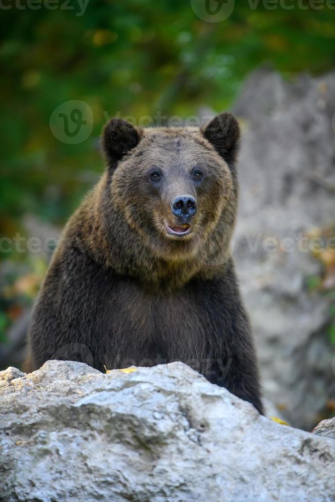urso-pardo selvagem na floresta de outono. animal em habitat natural foto