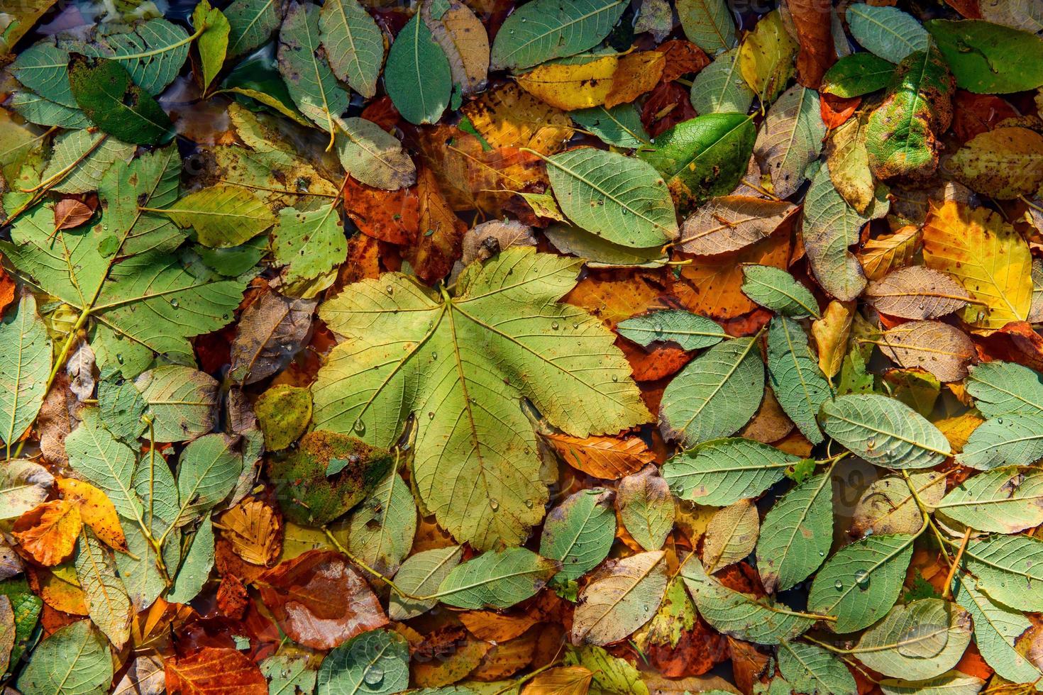 folhas de outono na poça d'água foto