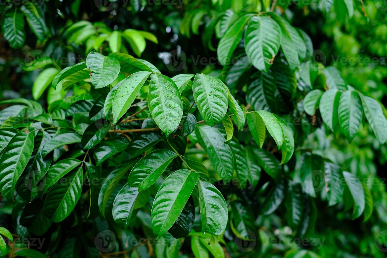 folhas verdes na chuva foto