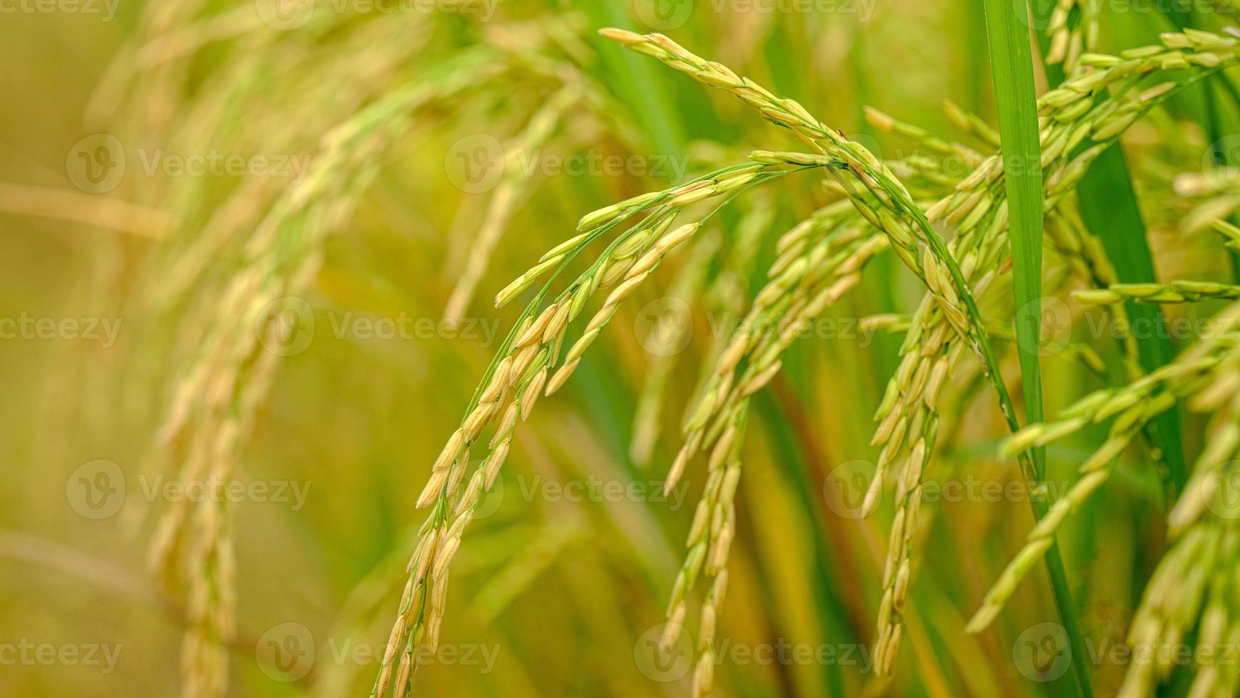 as espigas de arroz ficavam em pé com o vento no verão foto