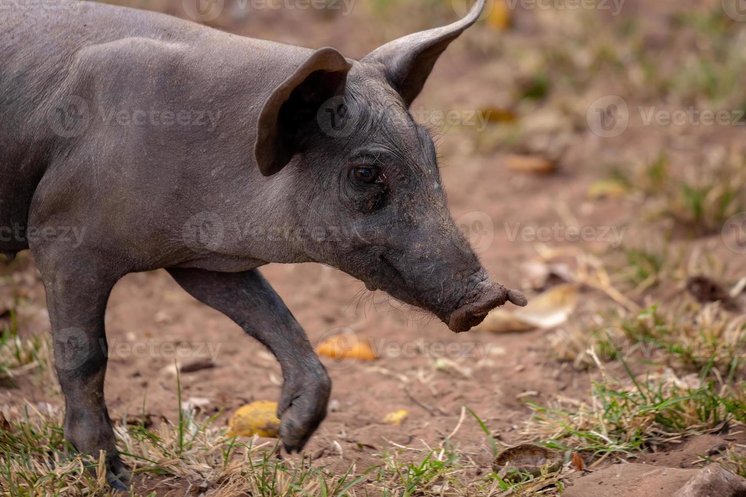 porco preto criado foto