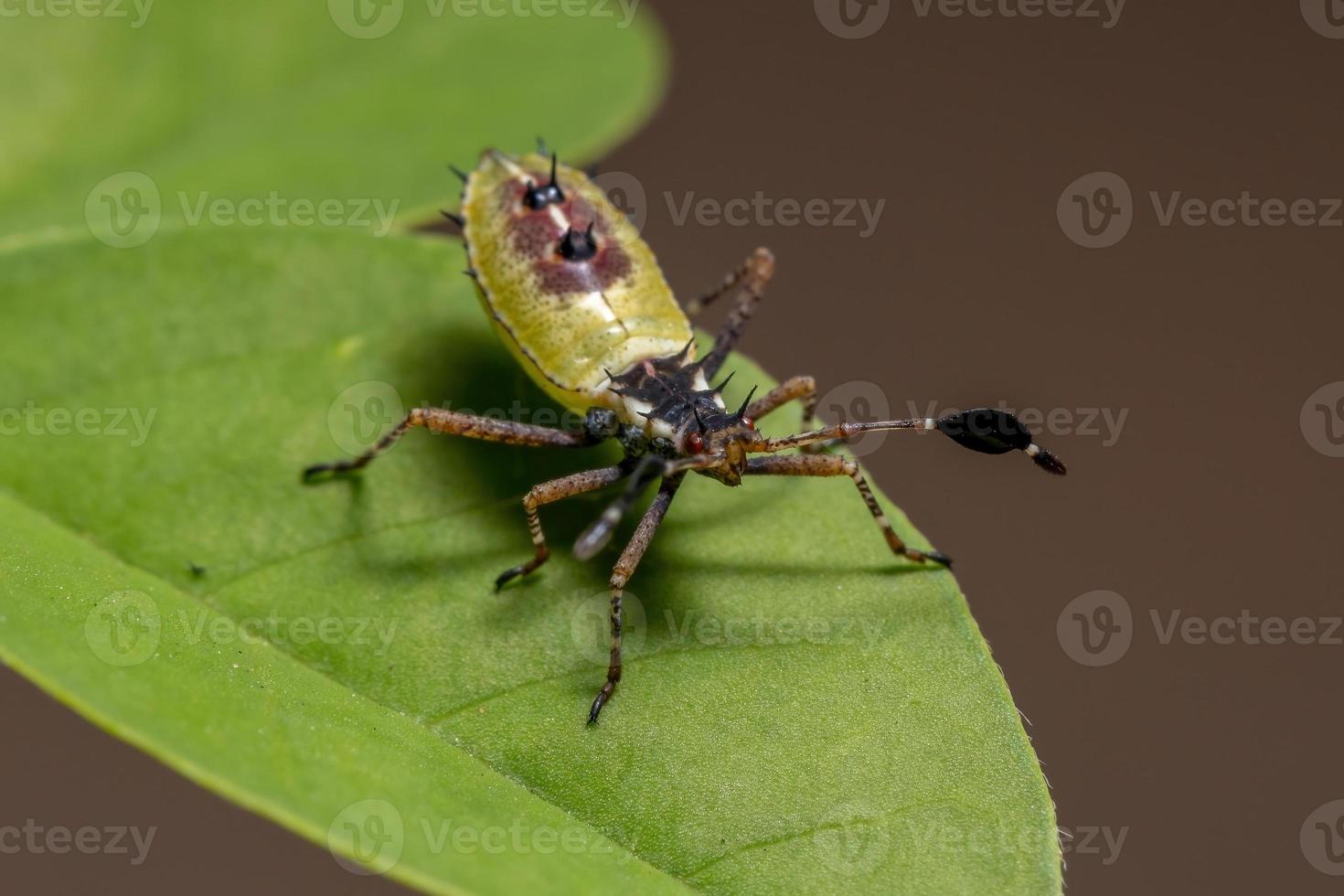 ninfa de inseto de patas foliares foto