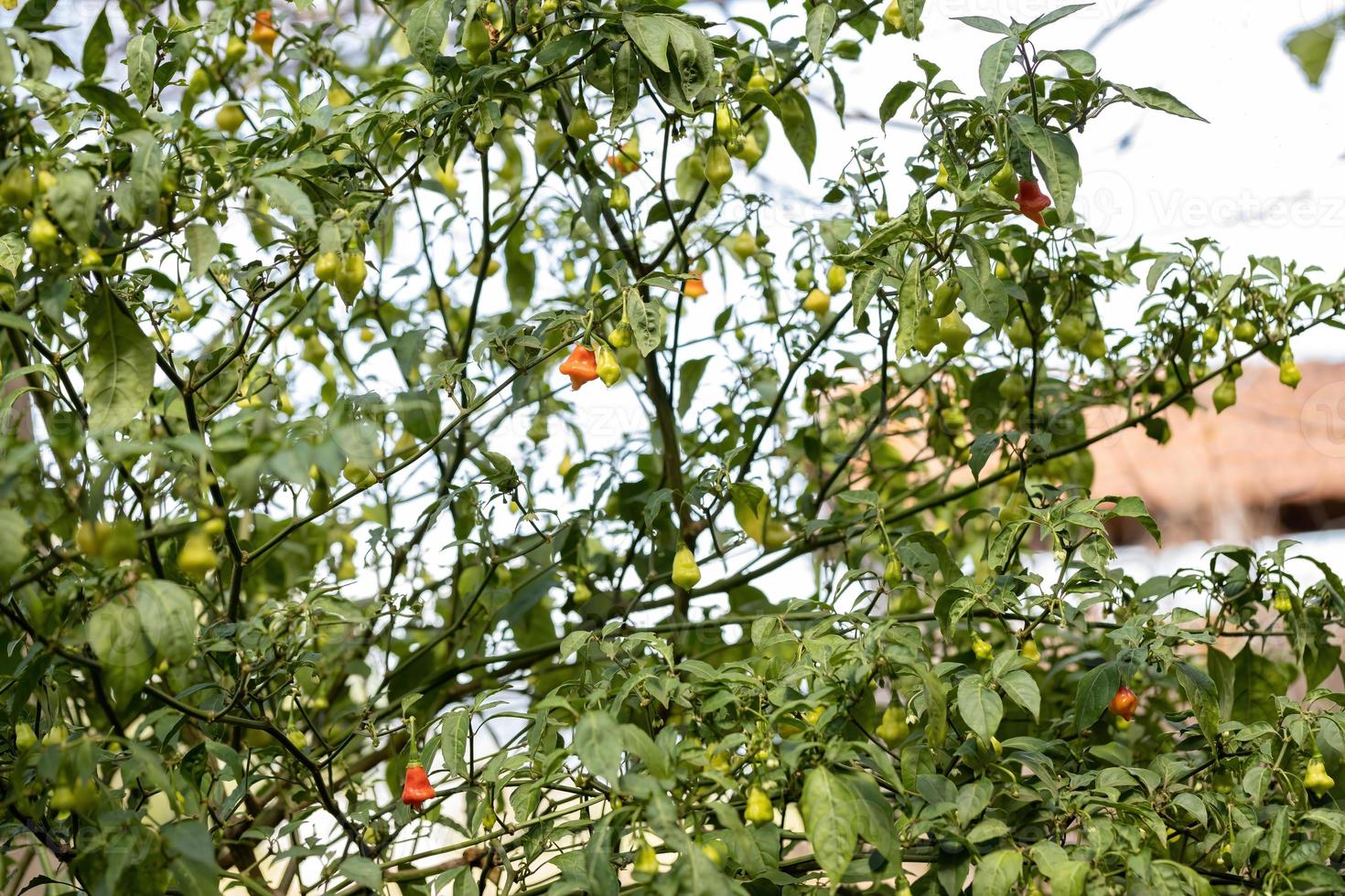 plantas de pimenta com frutas foto