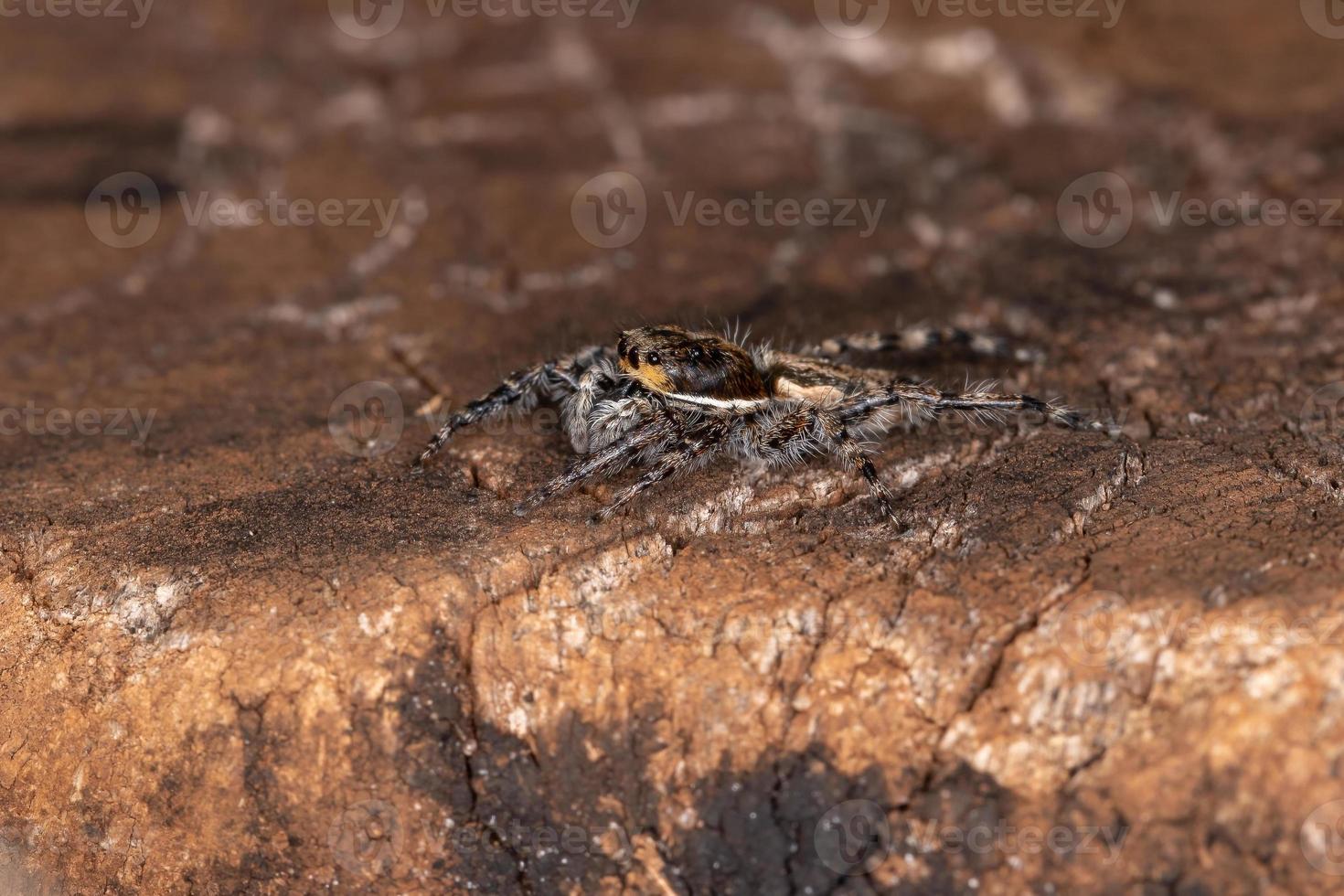 pequena aranha cinza saltadora foto