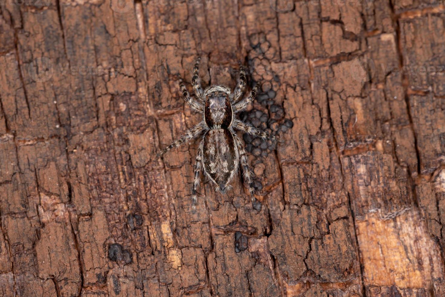 pequena aranha cinza saltadora foto