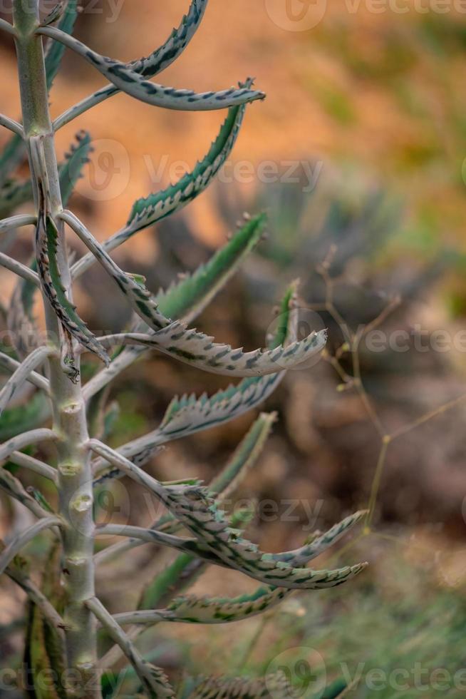 planta crocodilo com foco seletivo foto