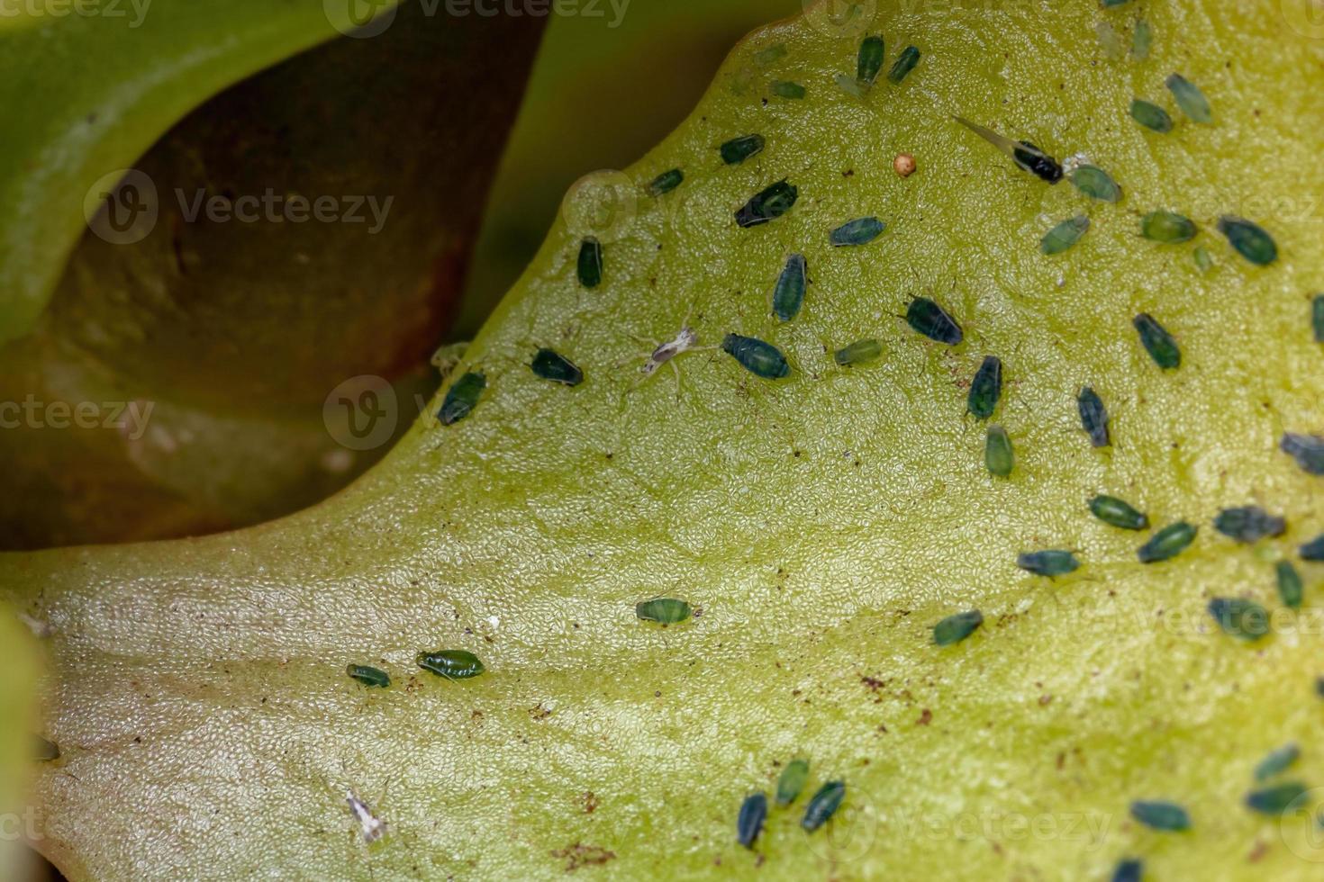 pequenos pulgões inseto na planta katy flamejante foto
