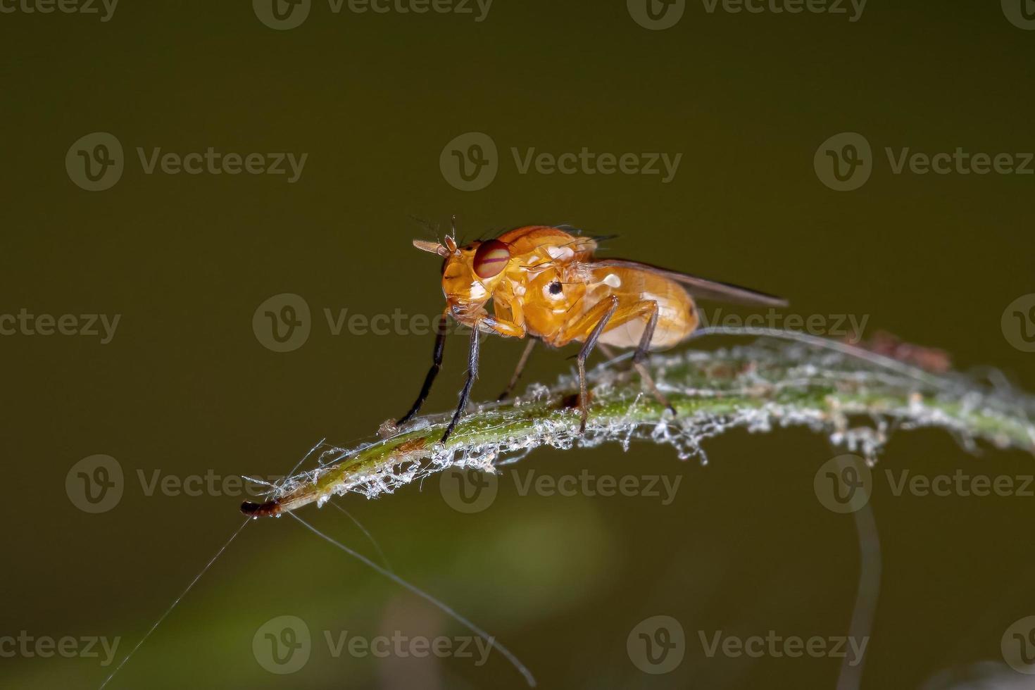 mosca acalyptrate adulta foto