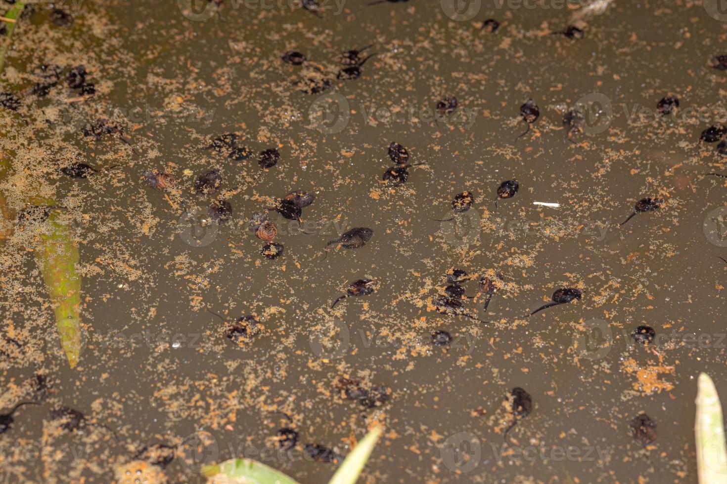 pequenos girinos de sapo cururu foto