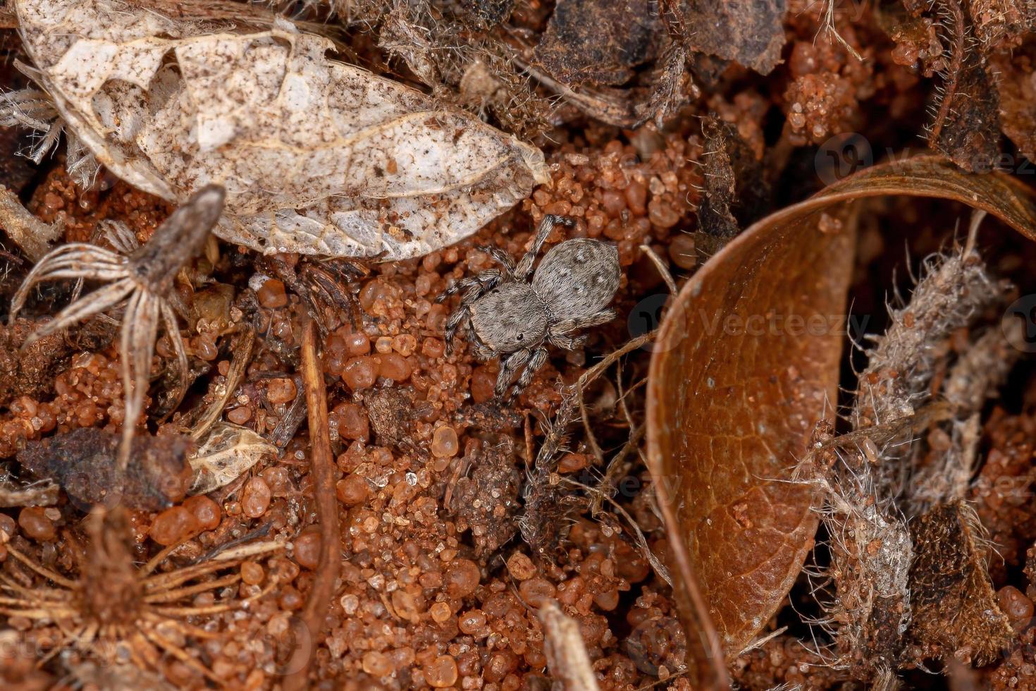 pequena aranha saltadora foto