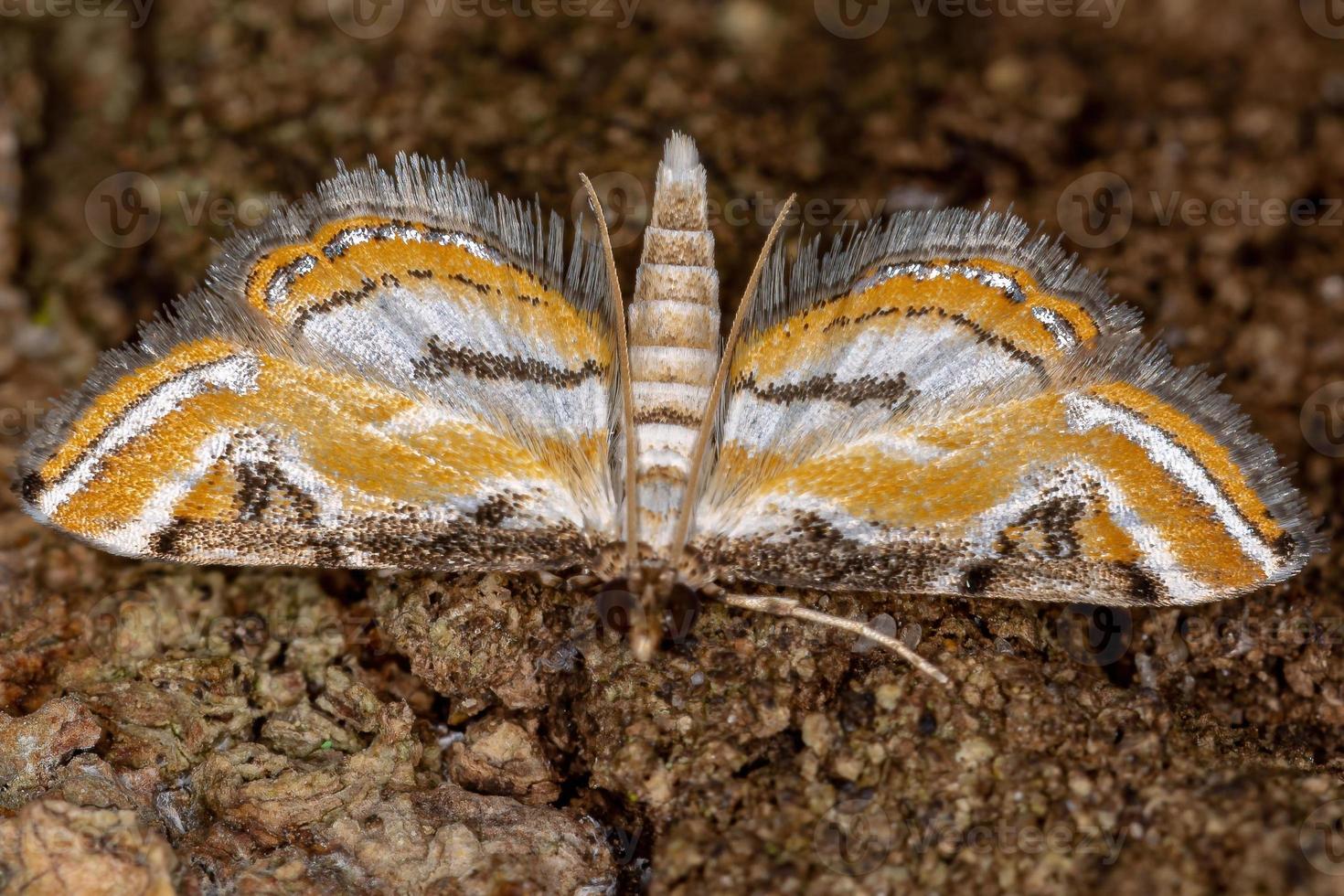 mariposa marca chinesa adulta foto