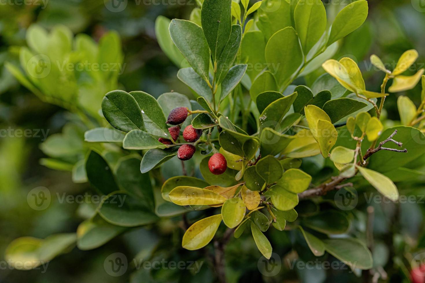 planta de jasmim laranja foto