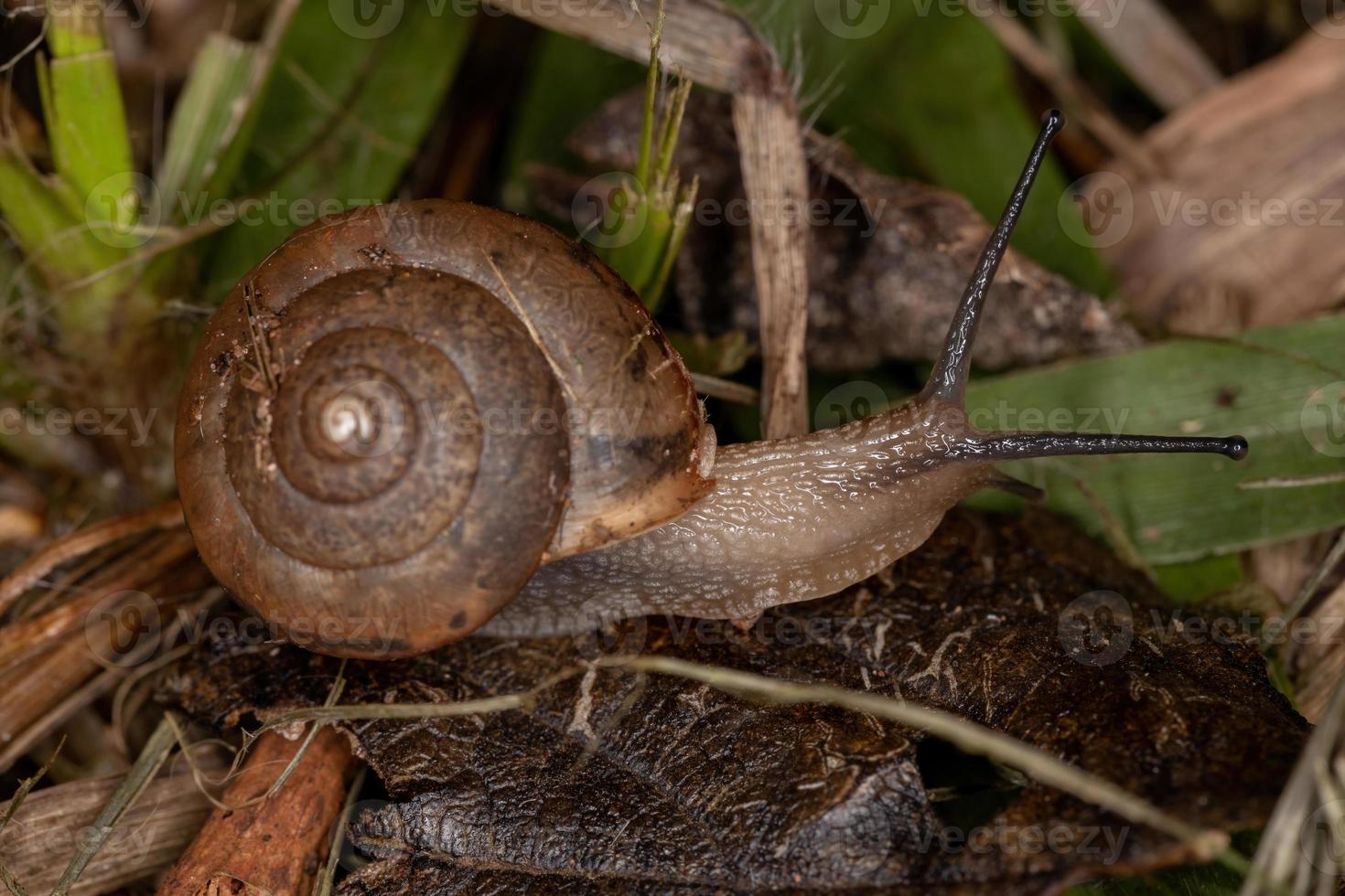 caracol vagabundo asiático foto