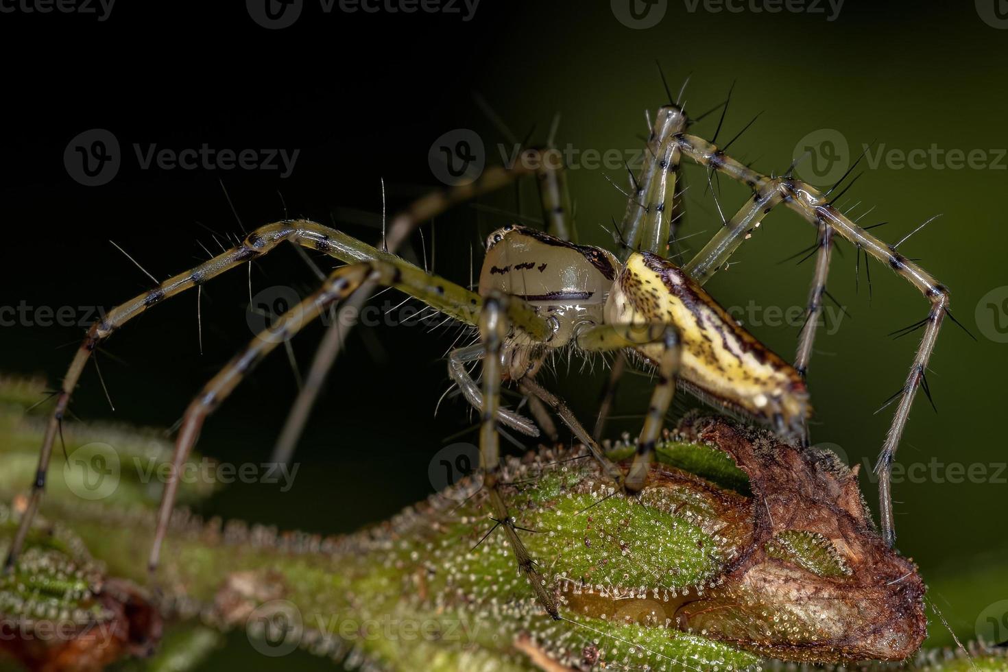 aranha lince fêmea adulta foto