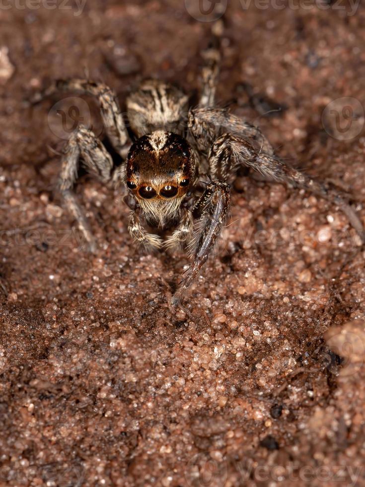 aranha saltadora pantropical foto