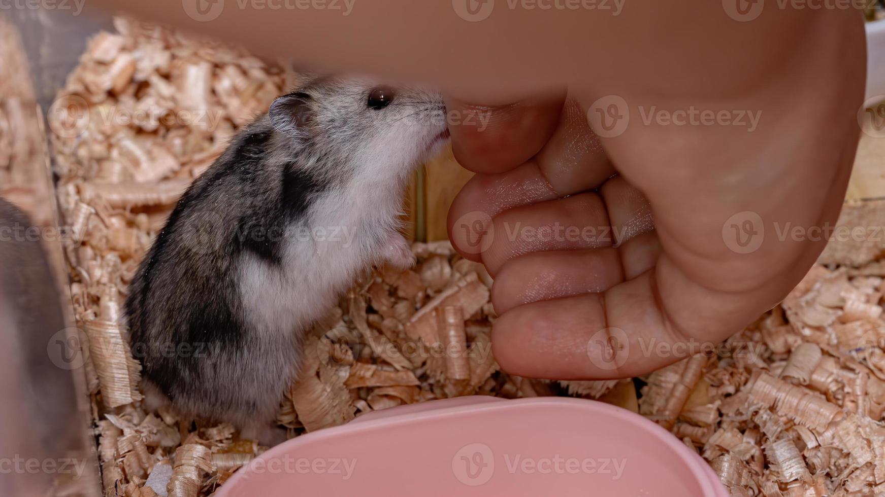 hamster anão Campbell foto