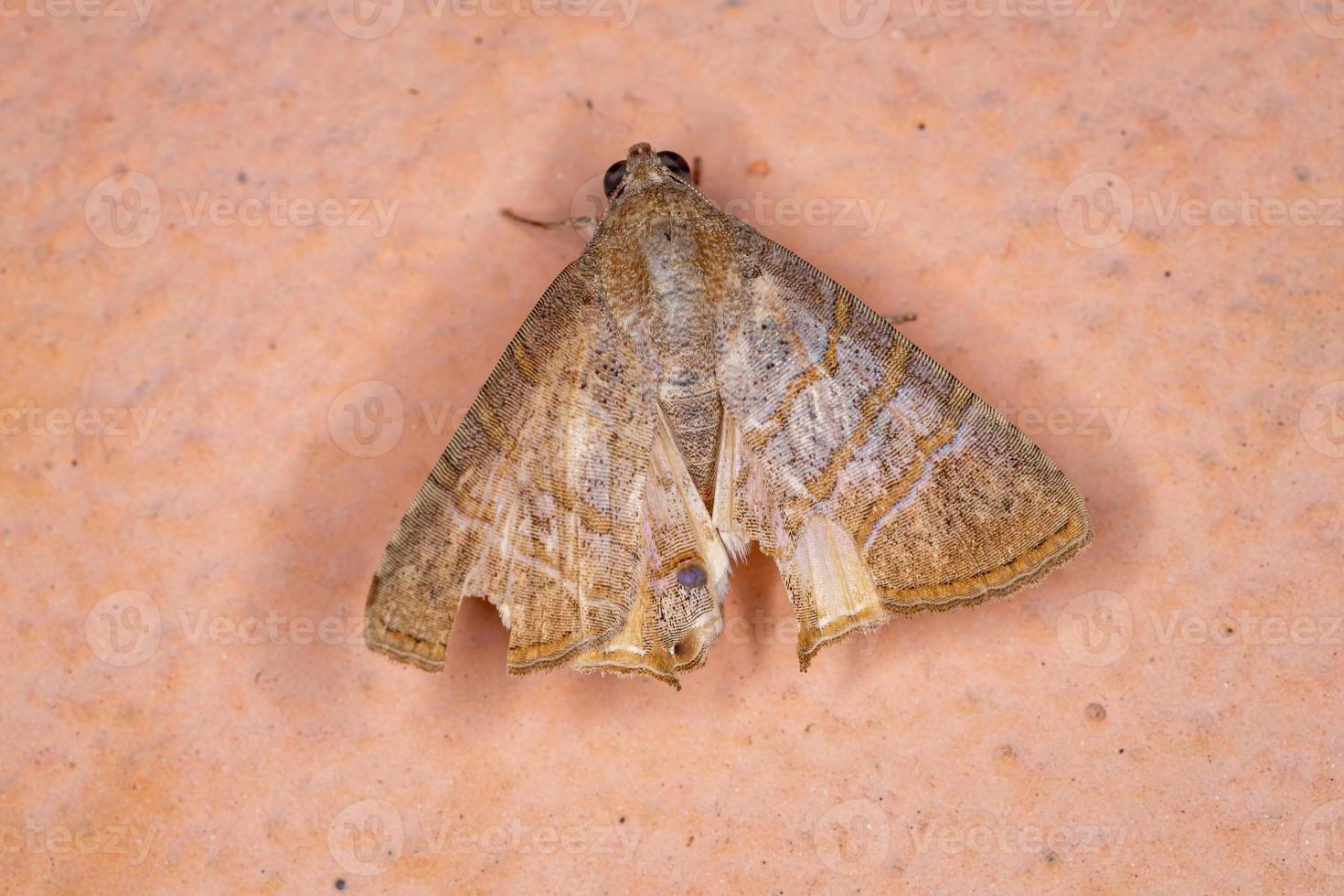 mariposa adulta underwing foto