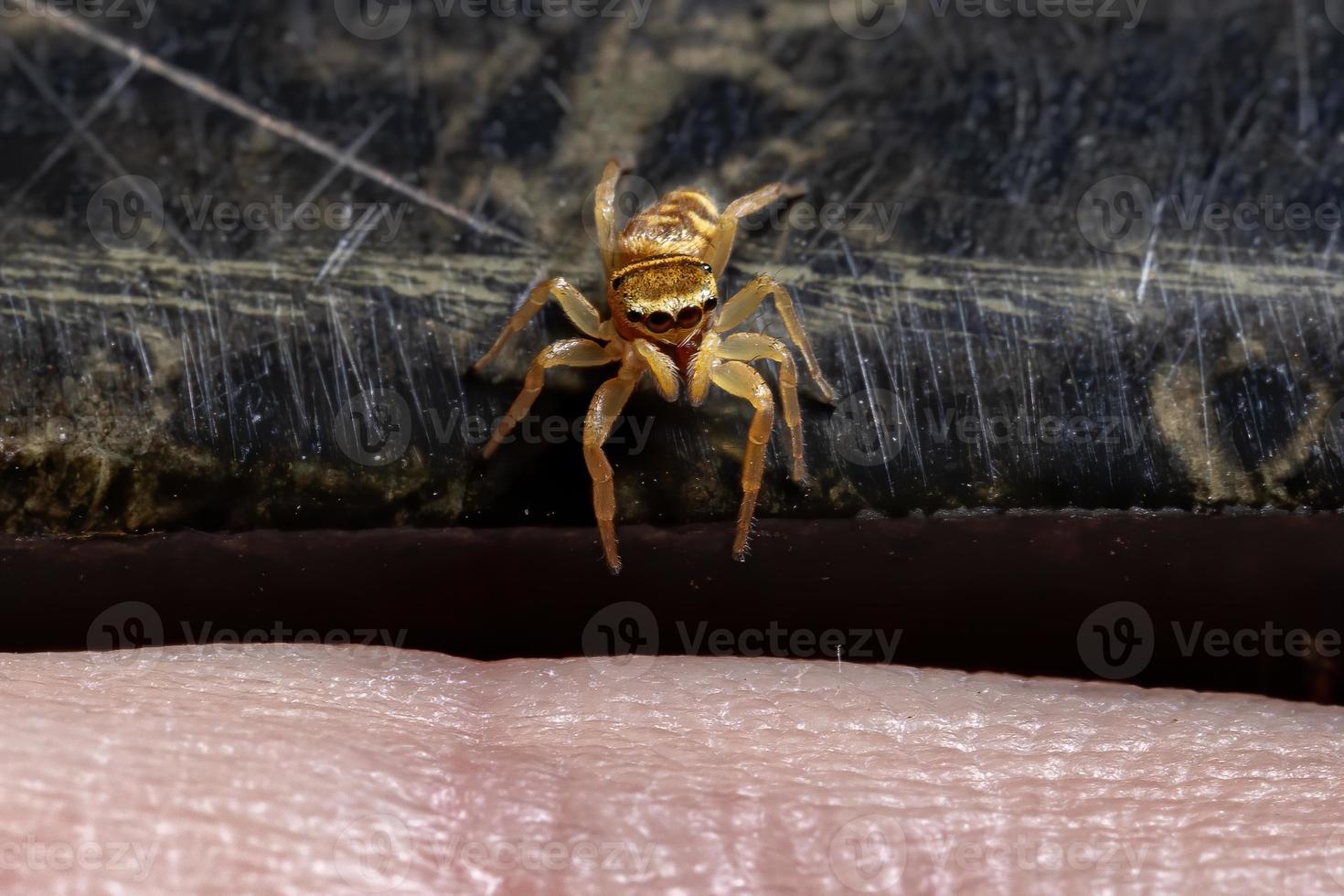 aranha saltadora amarela foto