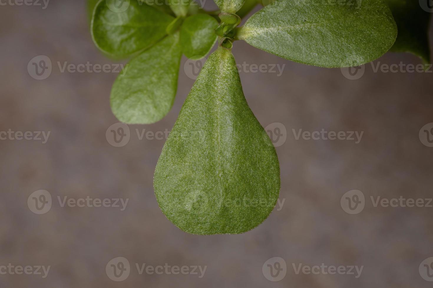 folhas de uma planta comum beldroegas foto