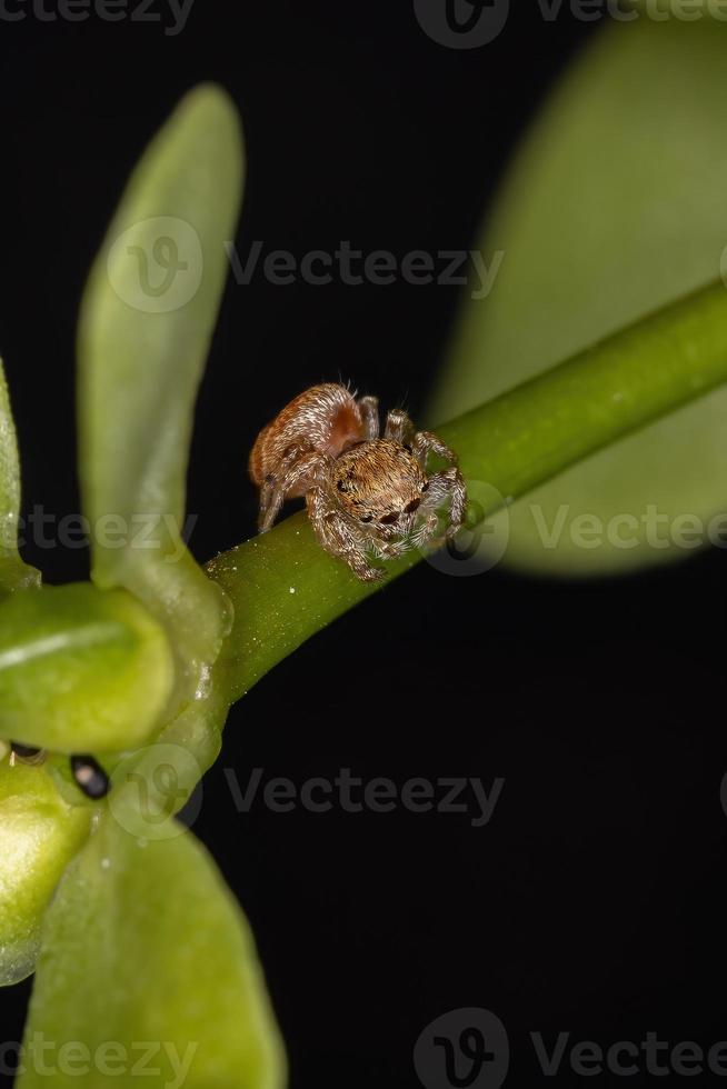 pequena aranha saltadora laranja foto