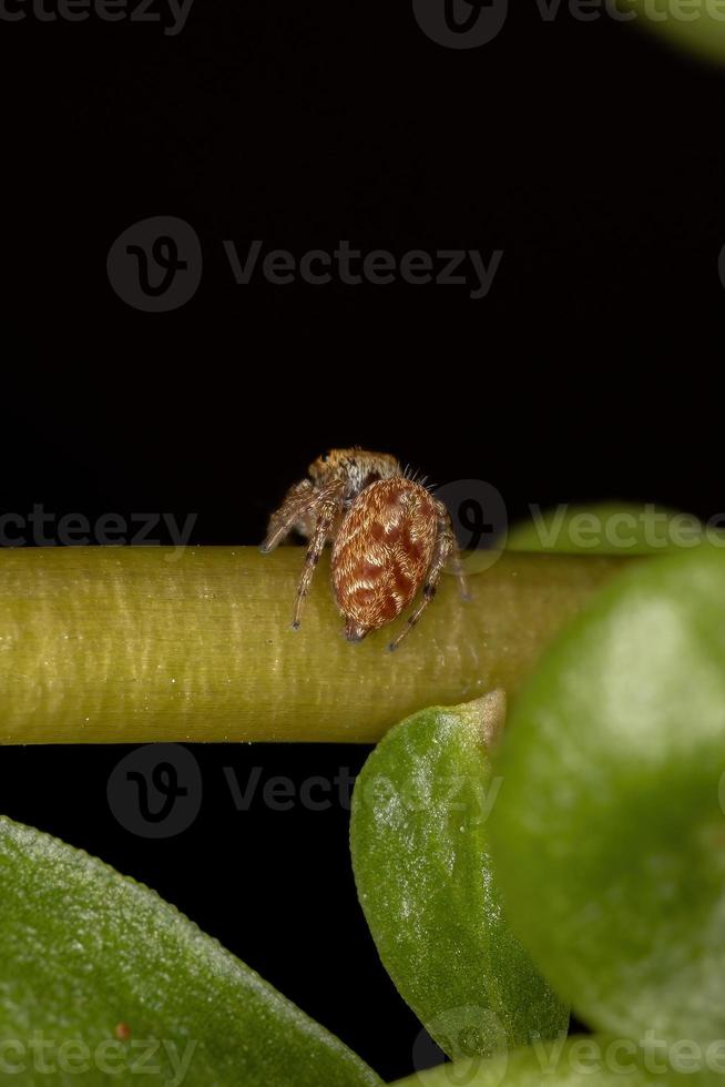 pequena aranha saltadora laranja foto