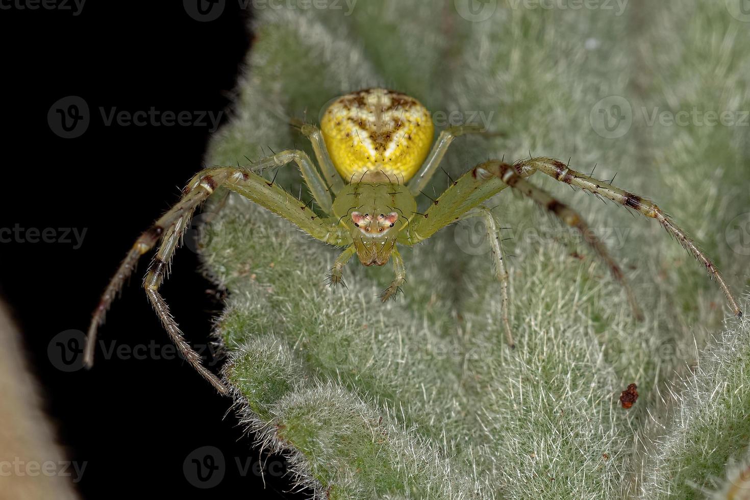 aranha-caranguejo fêmea adulta foto