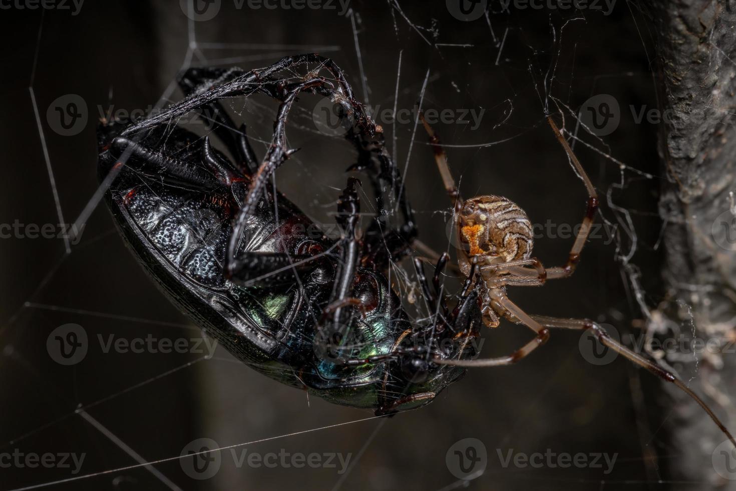 viúva marrom adulta atacando um besouro caçador de lagarta adulto foto