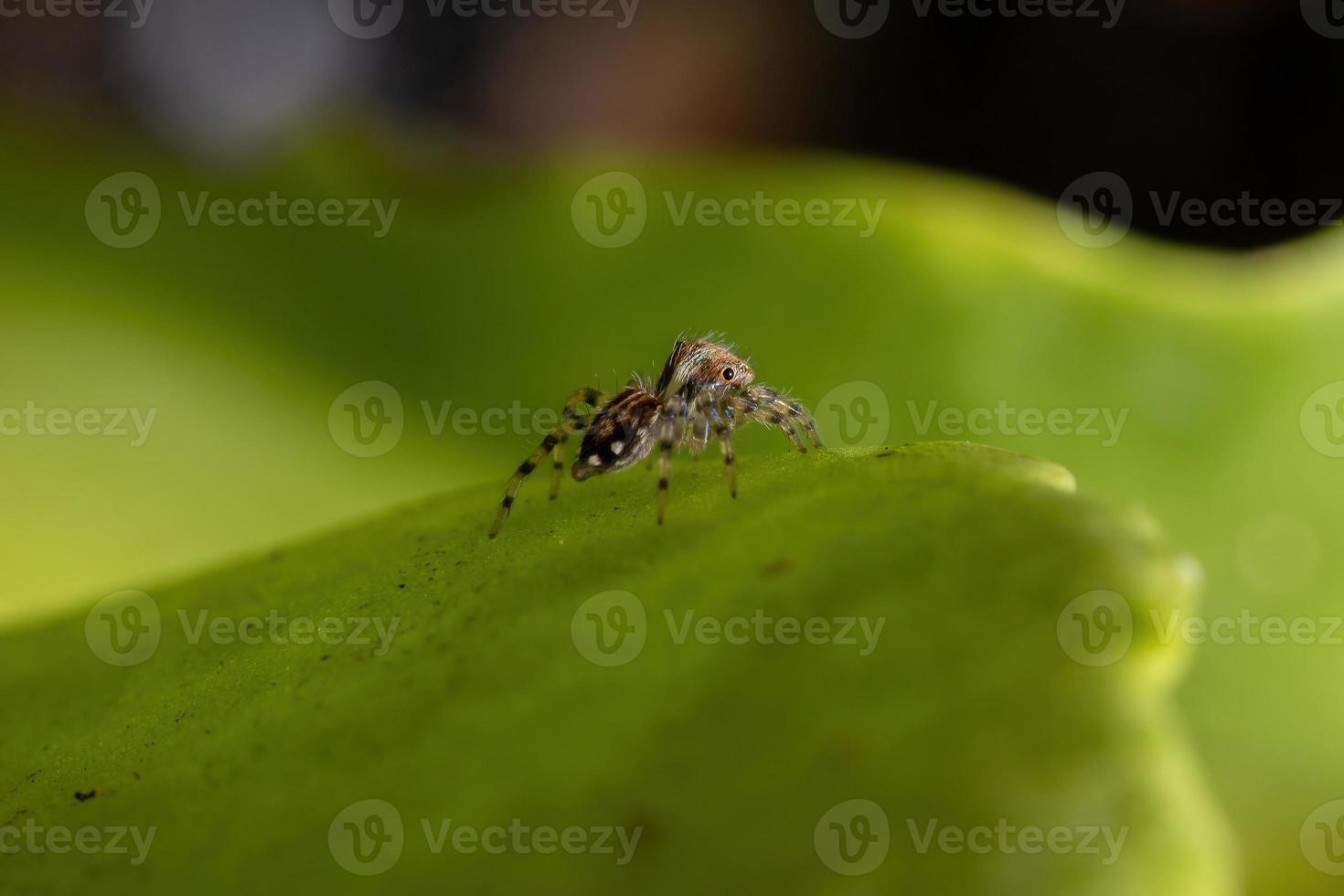 pequena aranha saltadora foto