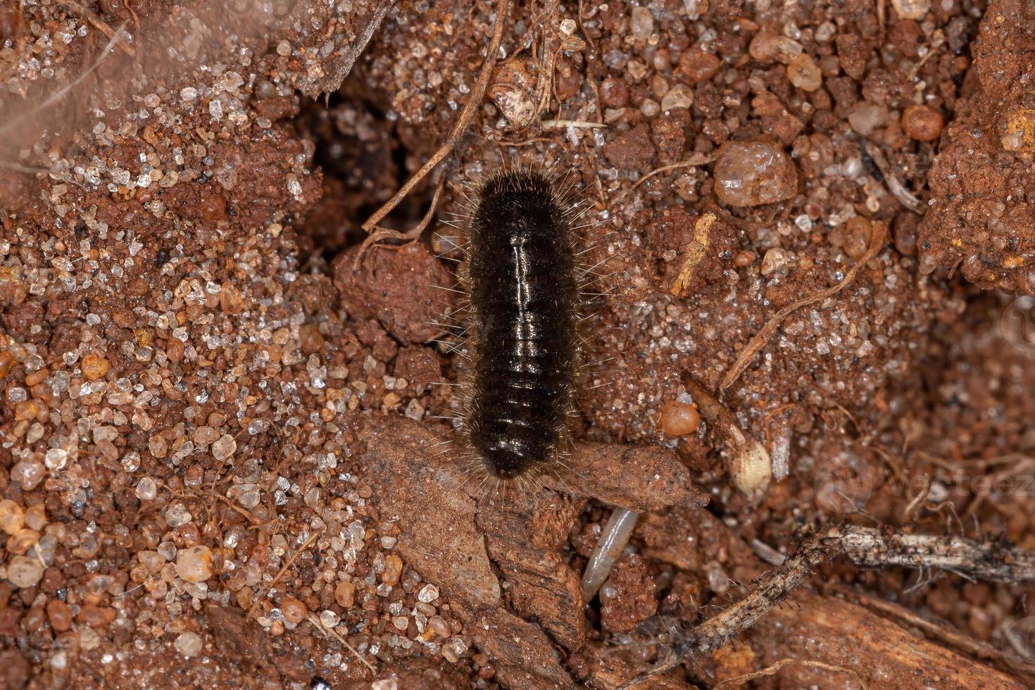 larva de besouro articulado foto
