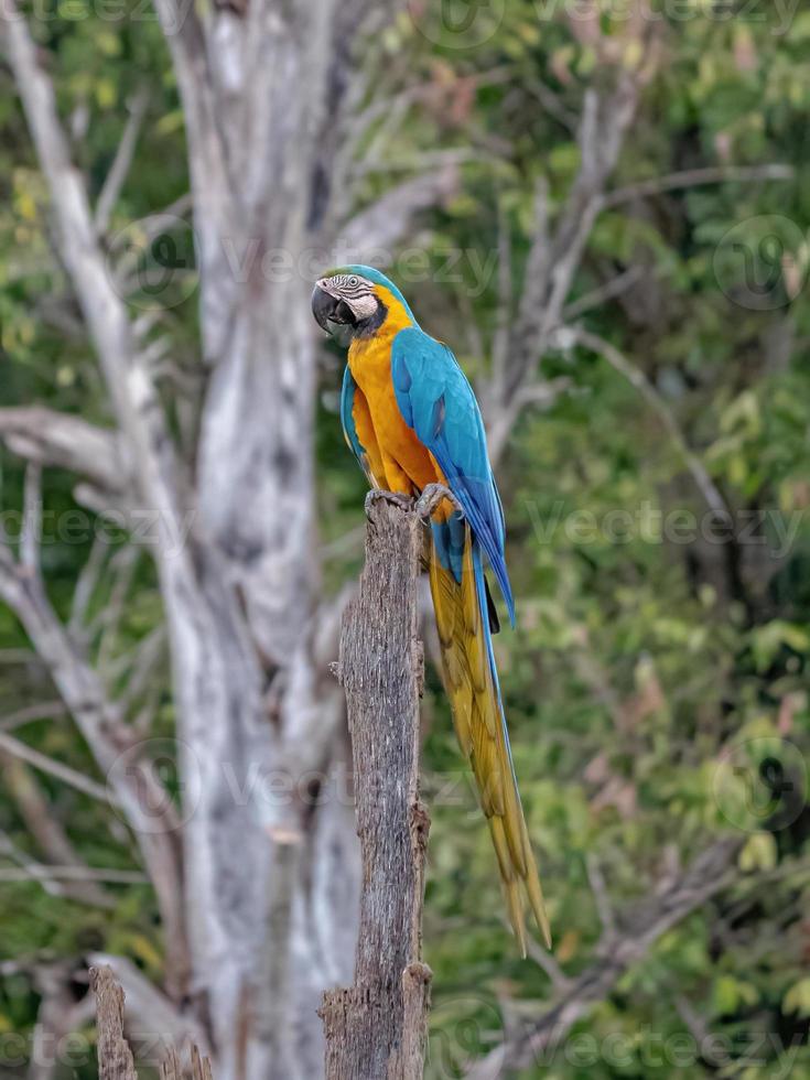 arara-azul-e-amarela adulta foto