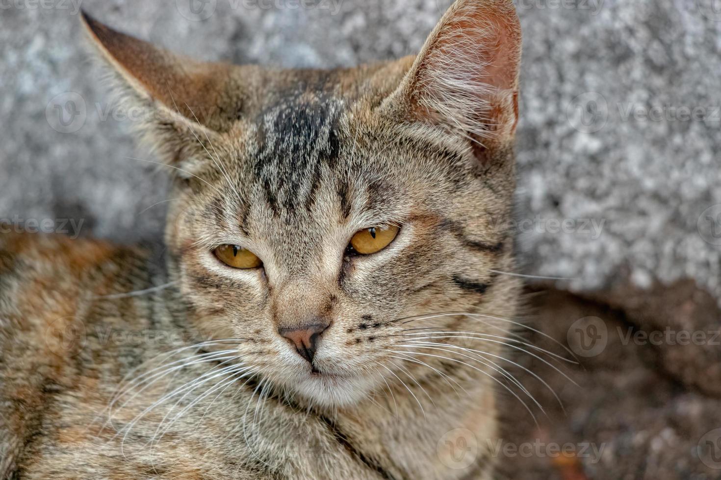 gato doméstico selvagem foto