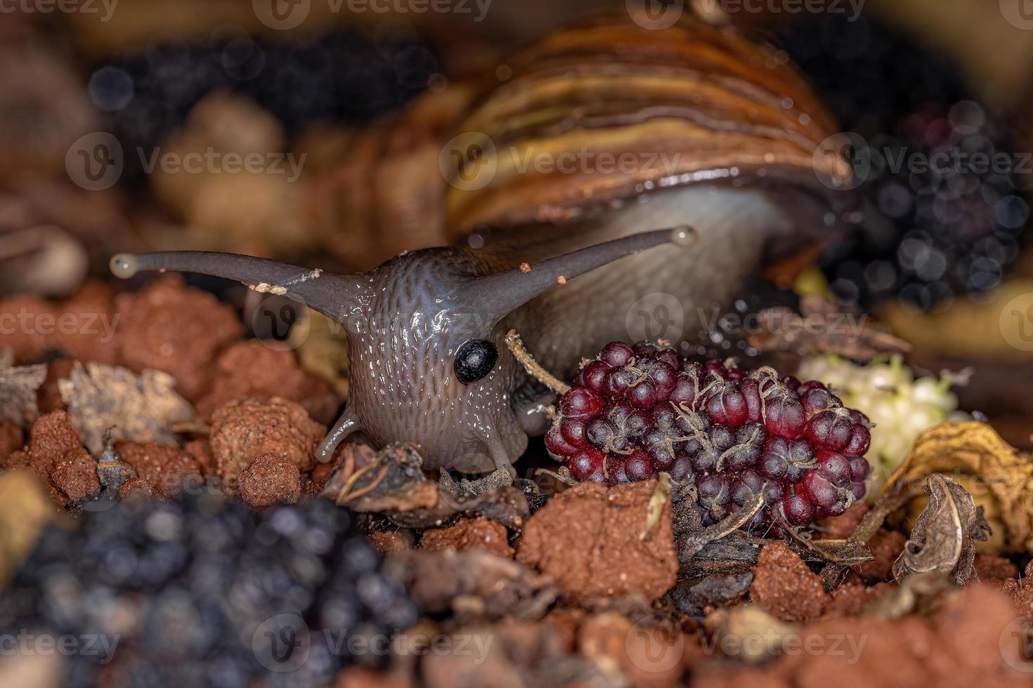 caracol gigante africano foto