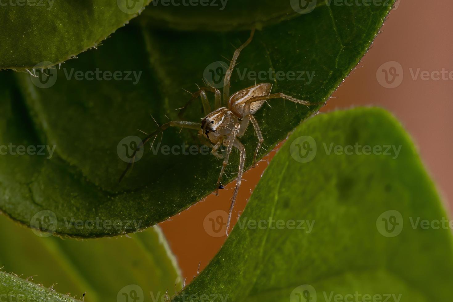 lince-aranha brasileira foto