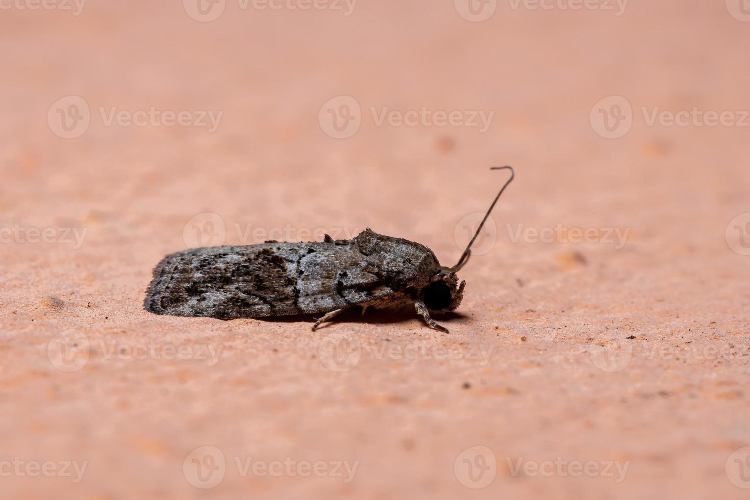 mariposa tufada brasileira foto