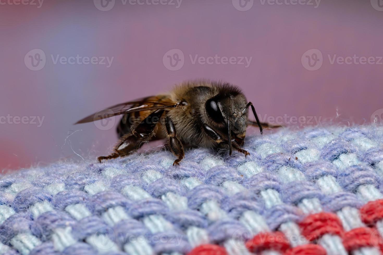 abelha de mel ocidental foto