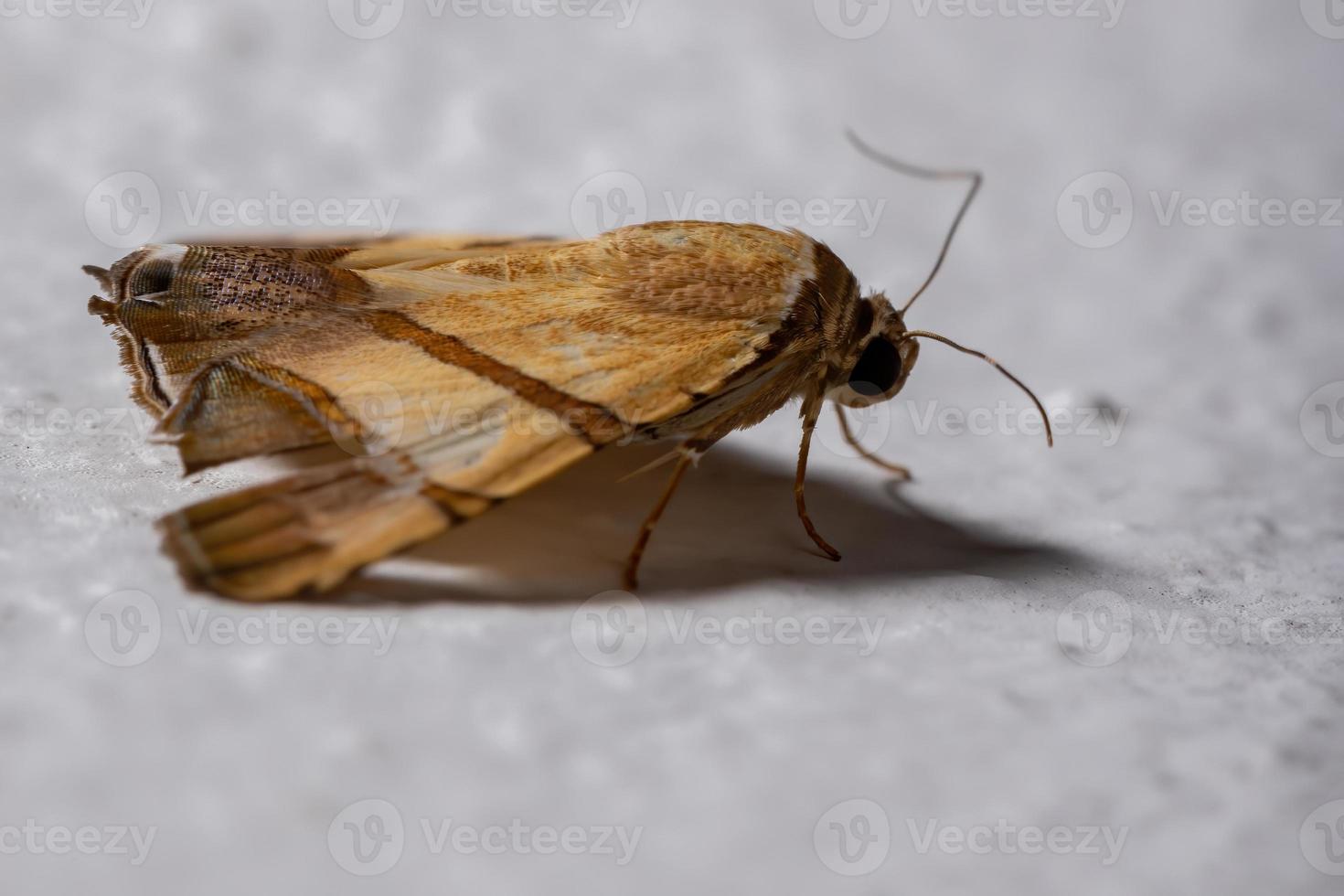 mariposa brasileira foto