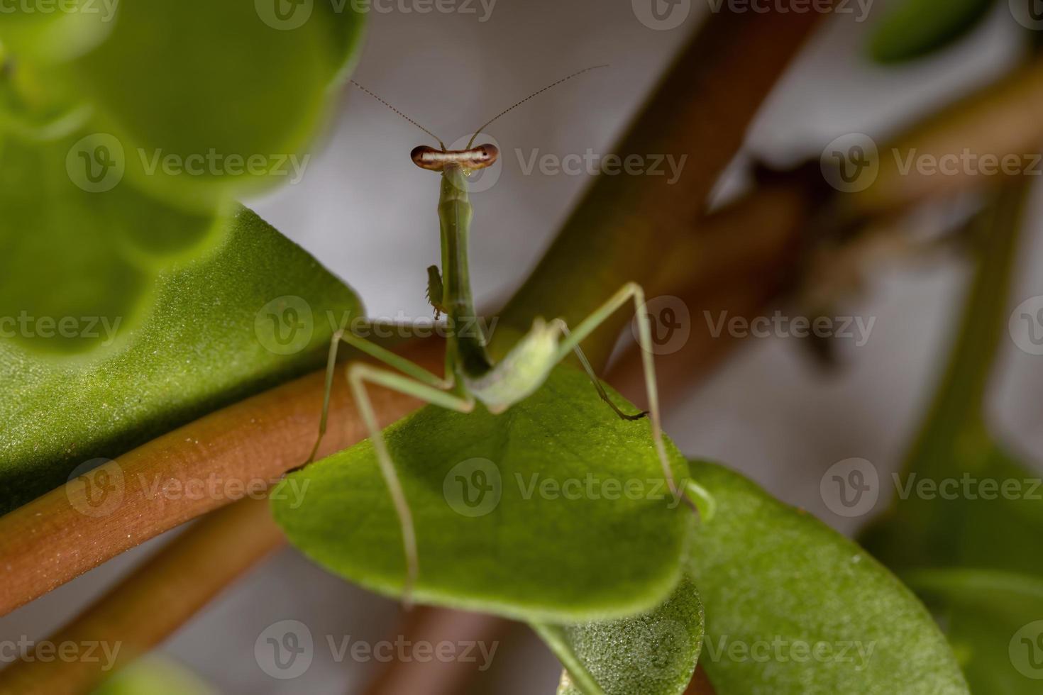 ninfa mantídeo masculino foto