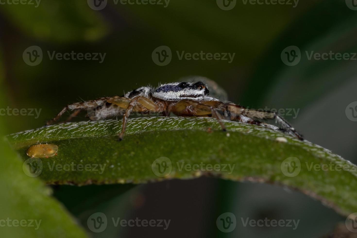 pequena aranha saltadora foto