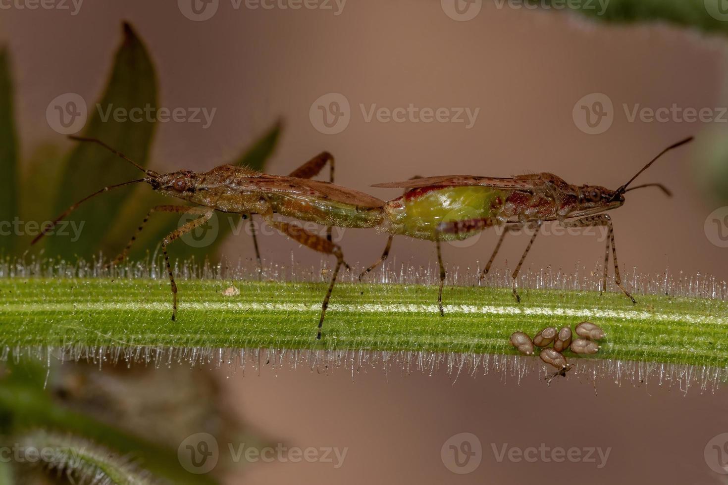 inseto de planta sem cheiro foto